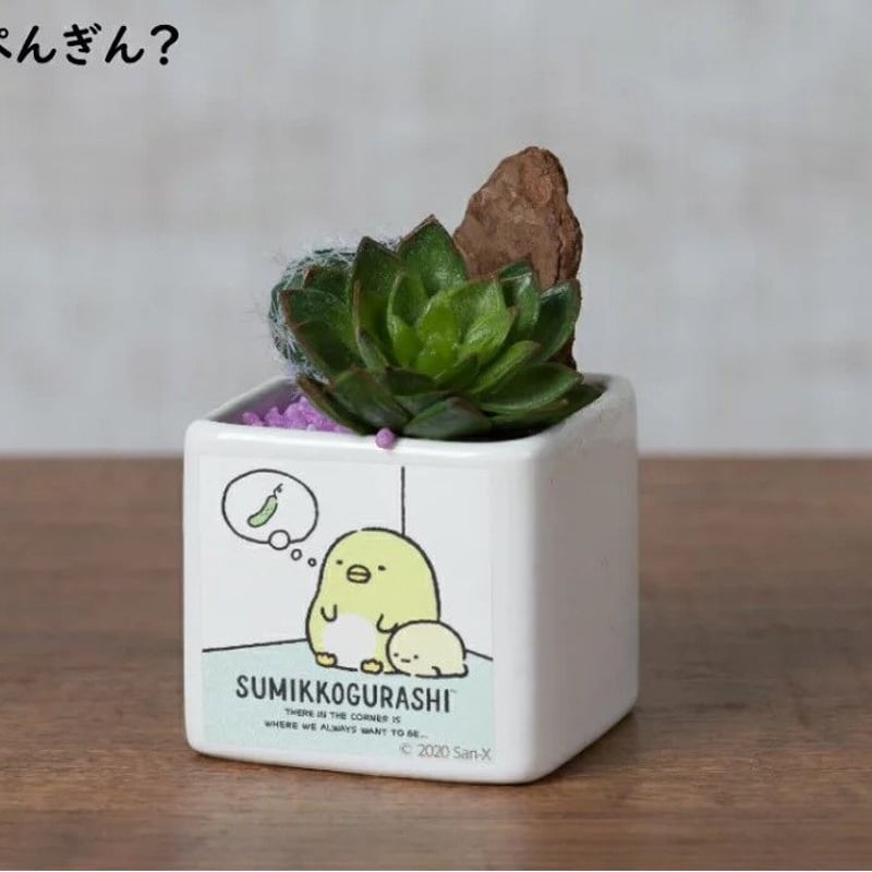 多肉植物アレンジメント*2 すみっコぐらし造花多肉アレンジメント | soundspice