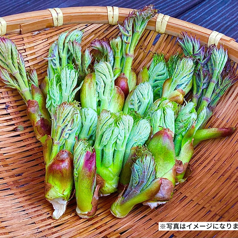 天然】タラの芽 | Wild Veggies+