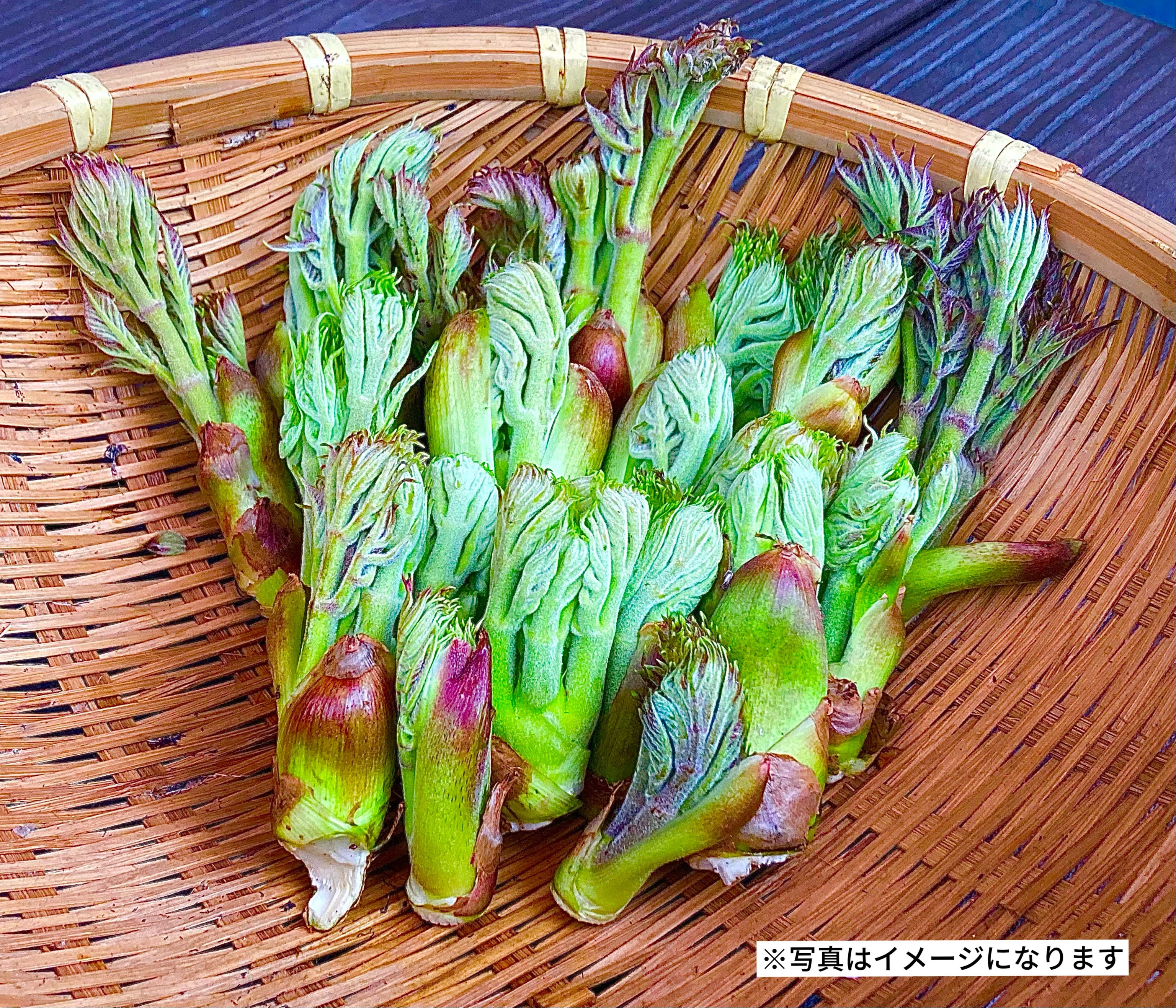 天然】タラの芽 | Wild Veggies+