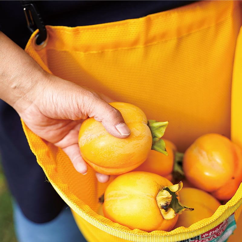 kousei higashiyama　柿香合珍味入れ　10客　　新品未使用 OWM1007069_5128c1d44edb429fb1e