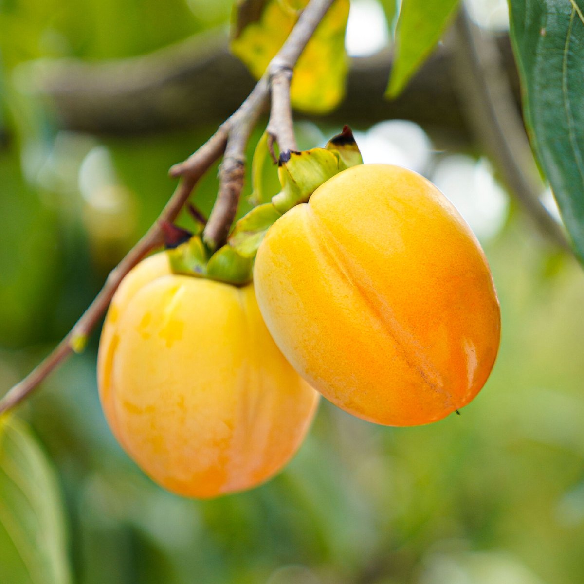 ＊翔平♥️＊ソフト干し柿 800g × 4 干し柿のおすすめ人気商品一覧 通販 - Yahoo!ショッピング