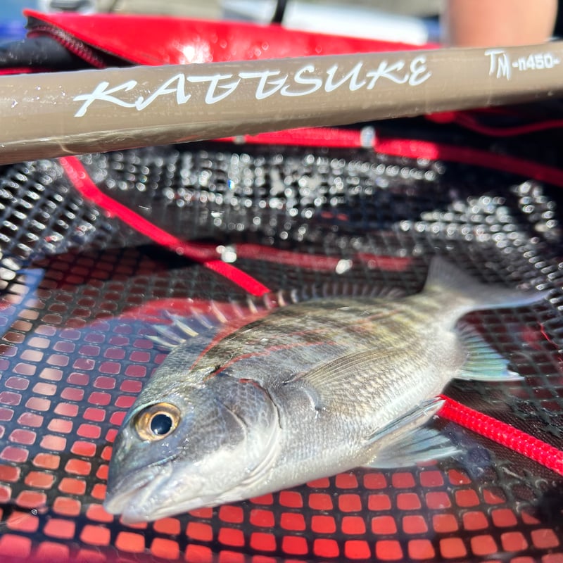 kattsuke TM n360・TM n450 | TsuriMusha online kattsuke TM n360・TM n450 | TsuriMusha online