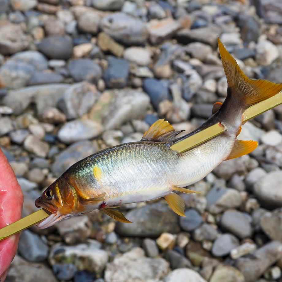 64f0444e7ab880003133220b