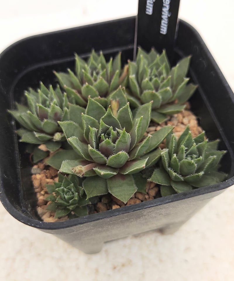 シルベリウム センペルビウム | toA Succulent
