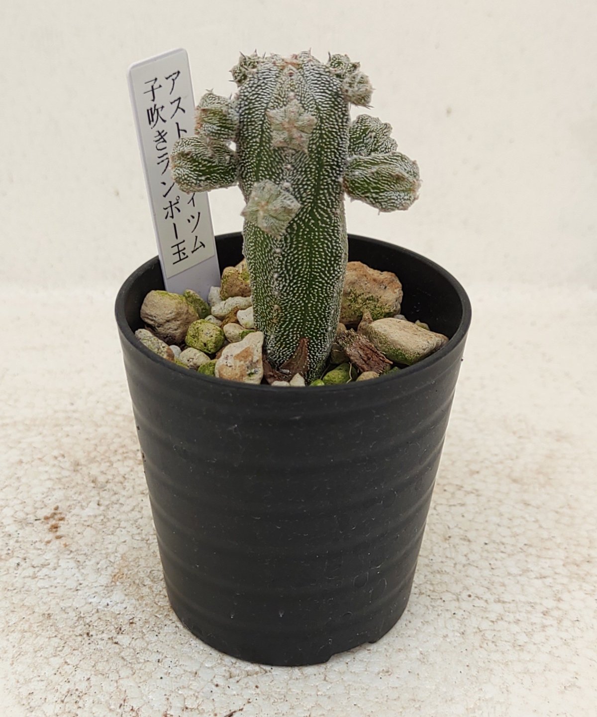 子吹きランポー玉 アストロフィツム | toA Succulent