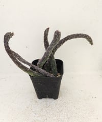 初鷹　セネシオ