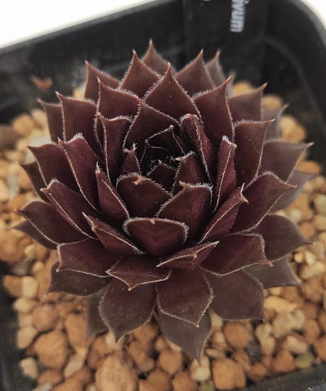 CATEGORY センペルビウム | toA Succulent