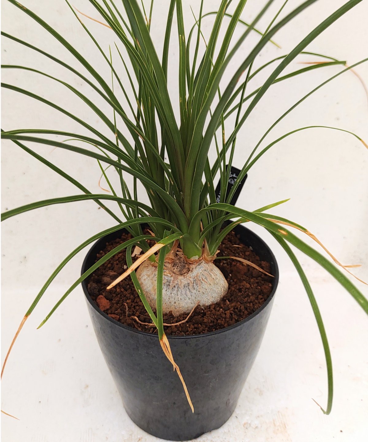 トックリラン　幹太 楽天市場】トックリラン（幹太） 石模様のセメントポット Mサイズ 幹の