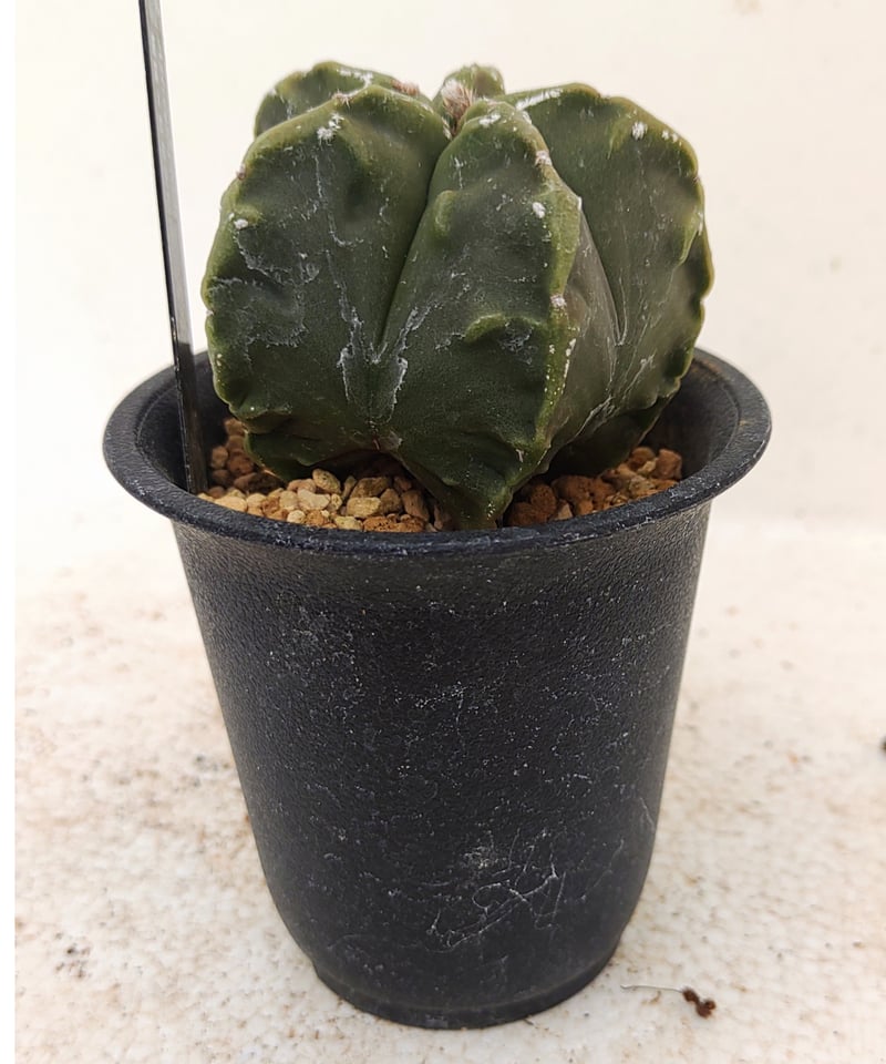 複稜×紅葉碧瑠璃ランポー サボテン | toA Succulent