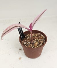 豹紋錦　レデボウリア
