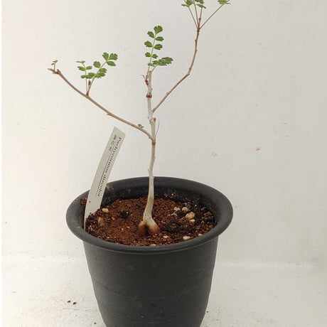 【実生素材】パキコルムスディスカラー ① パキコルムス ディスカラー 象の木 実生株