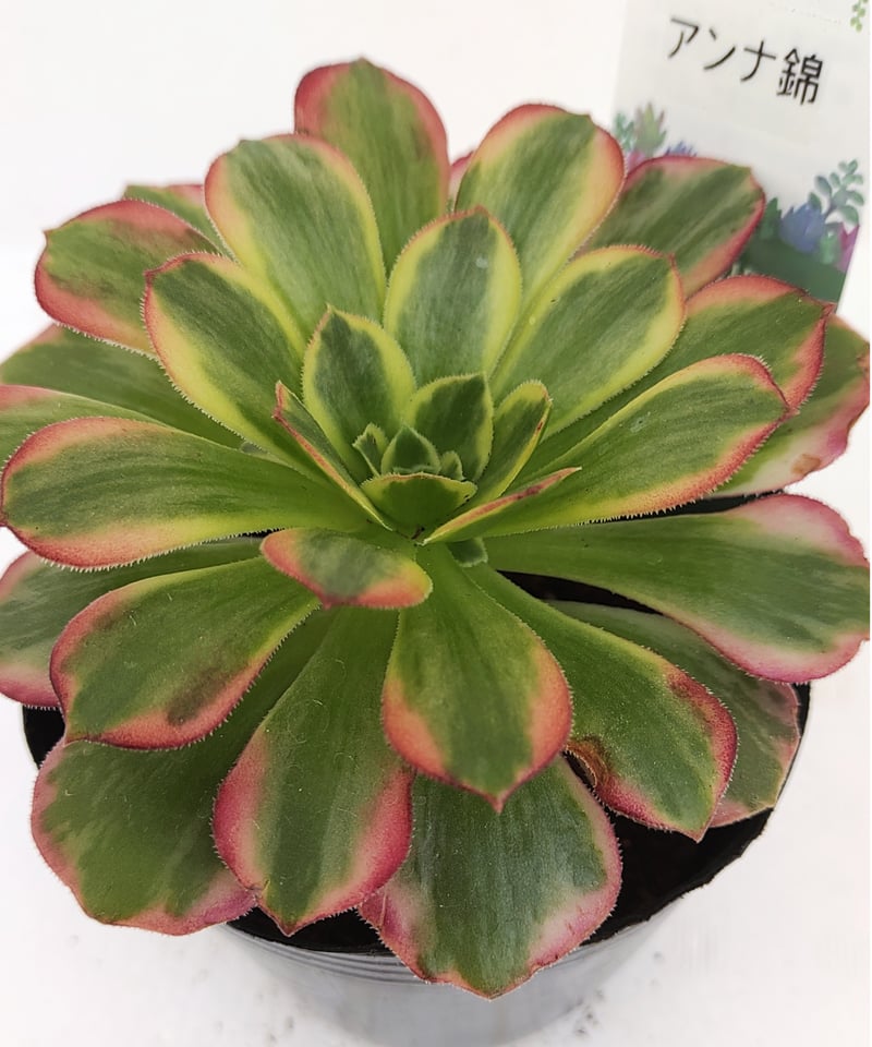 92#多肉植物アエオニウム錦❤️ アンナ錦❤️14頭21cm 鉢土付き出荷 92#多肉植物アエオニウム錦❤️ アンナ錦❤️14頭21cm 鉢土付き出荷