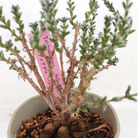 トリコディアデマ　ミラビレ　模様木 トリコディアデマ ブルボスム 姫紅小松［No.07］ 長谷川