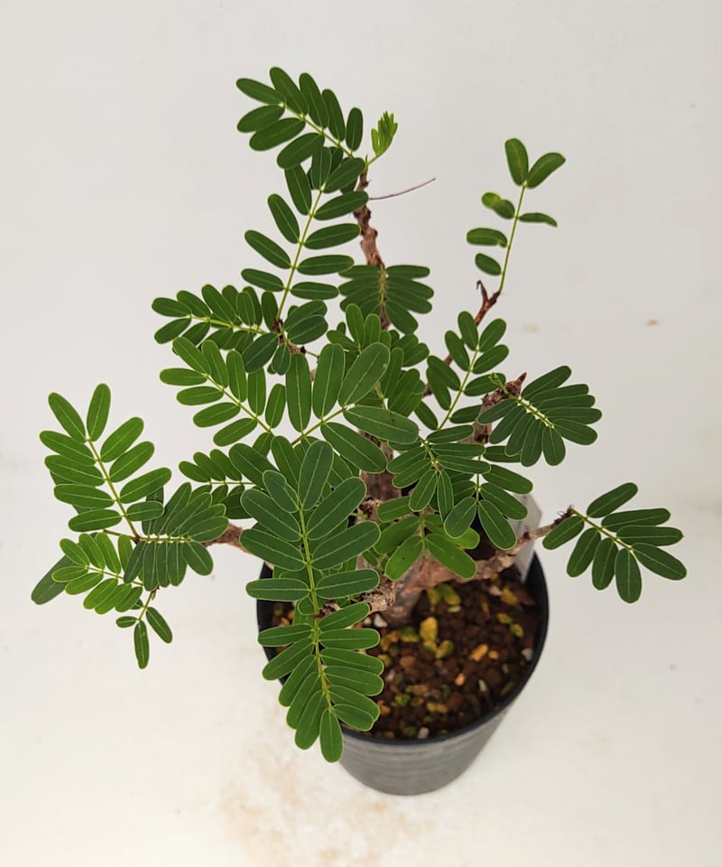 センナ　メリディオナリス　大株　カタチ製作所　クレーター　XL 植物】センナ メリディオナリス 良型実生株 | A-PLANTS|塊根植物販売