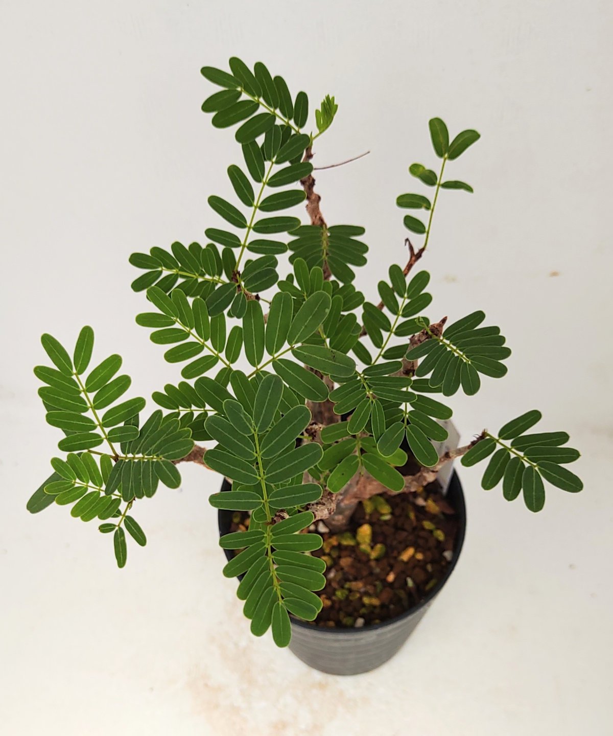 メリディオナリス センナ | toA Succulent