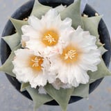 toA  Succulent