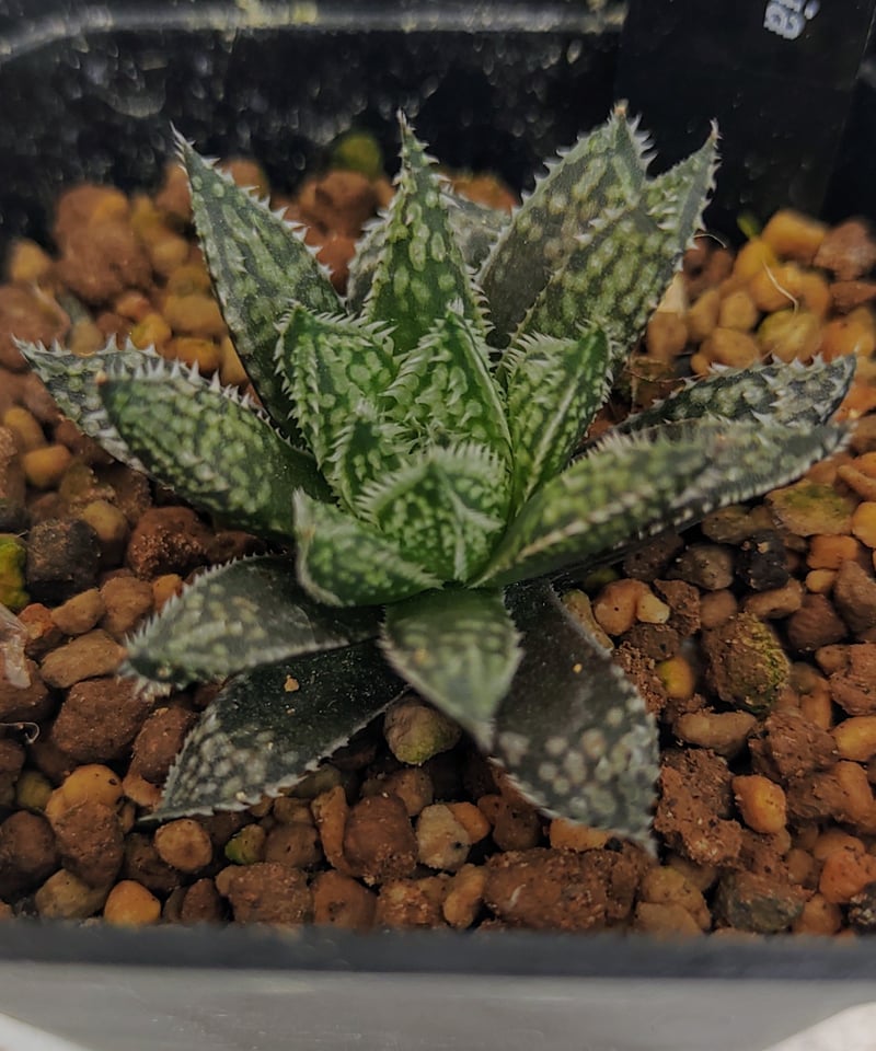ガリレオ ハオルチア | toA Succulent