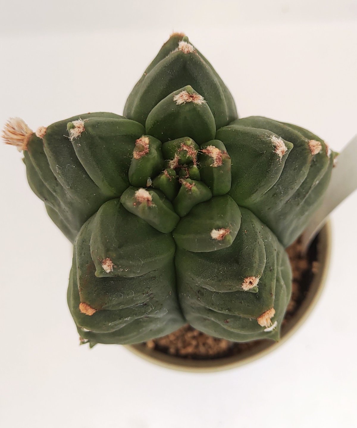 亀甲碧瑠璃鸞鳳玉B サボテン | toA Succulent