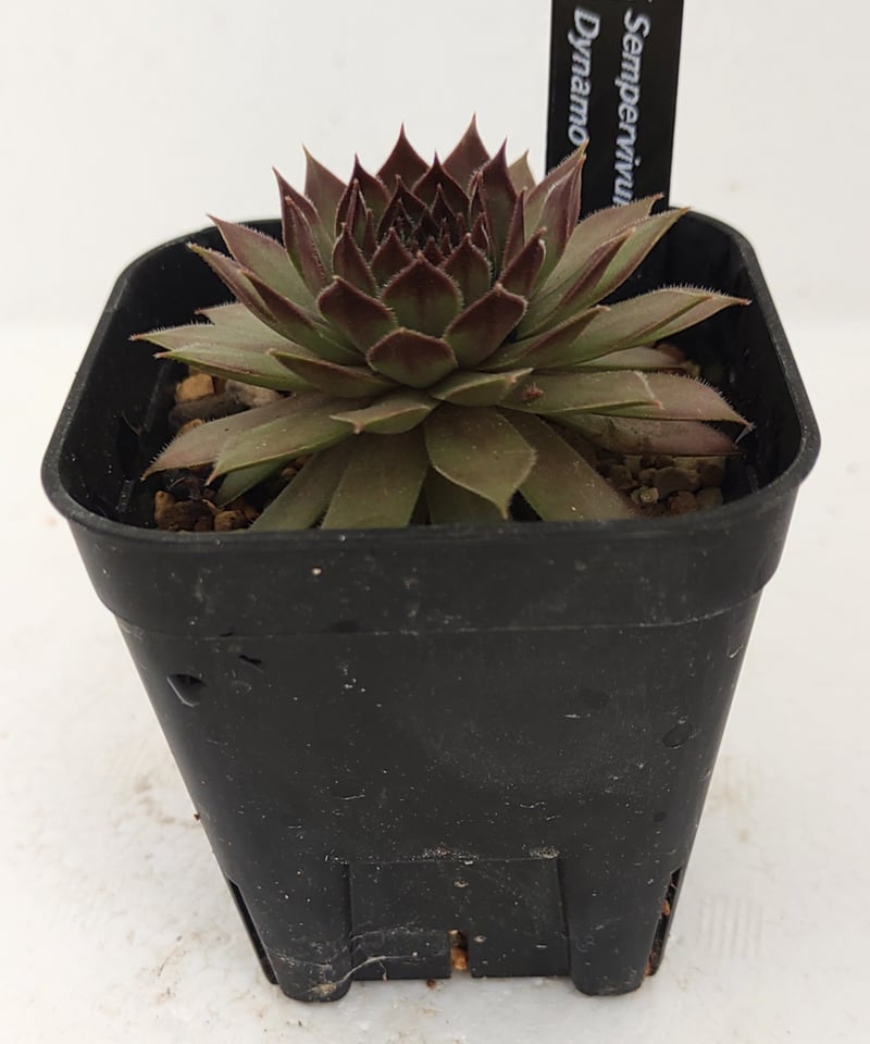 ダイナモ センペルビウム | toA Succulent 