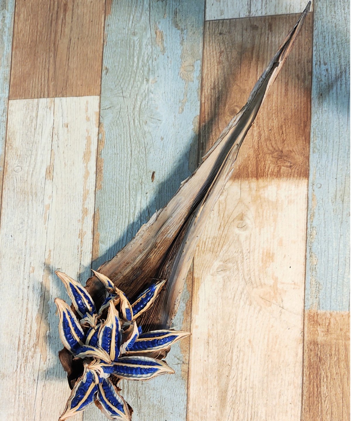 旅人の木の種 葉付き B | toA Succulent