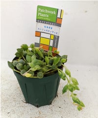 ワテルメイエリー クラッスラ | toA Succulent