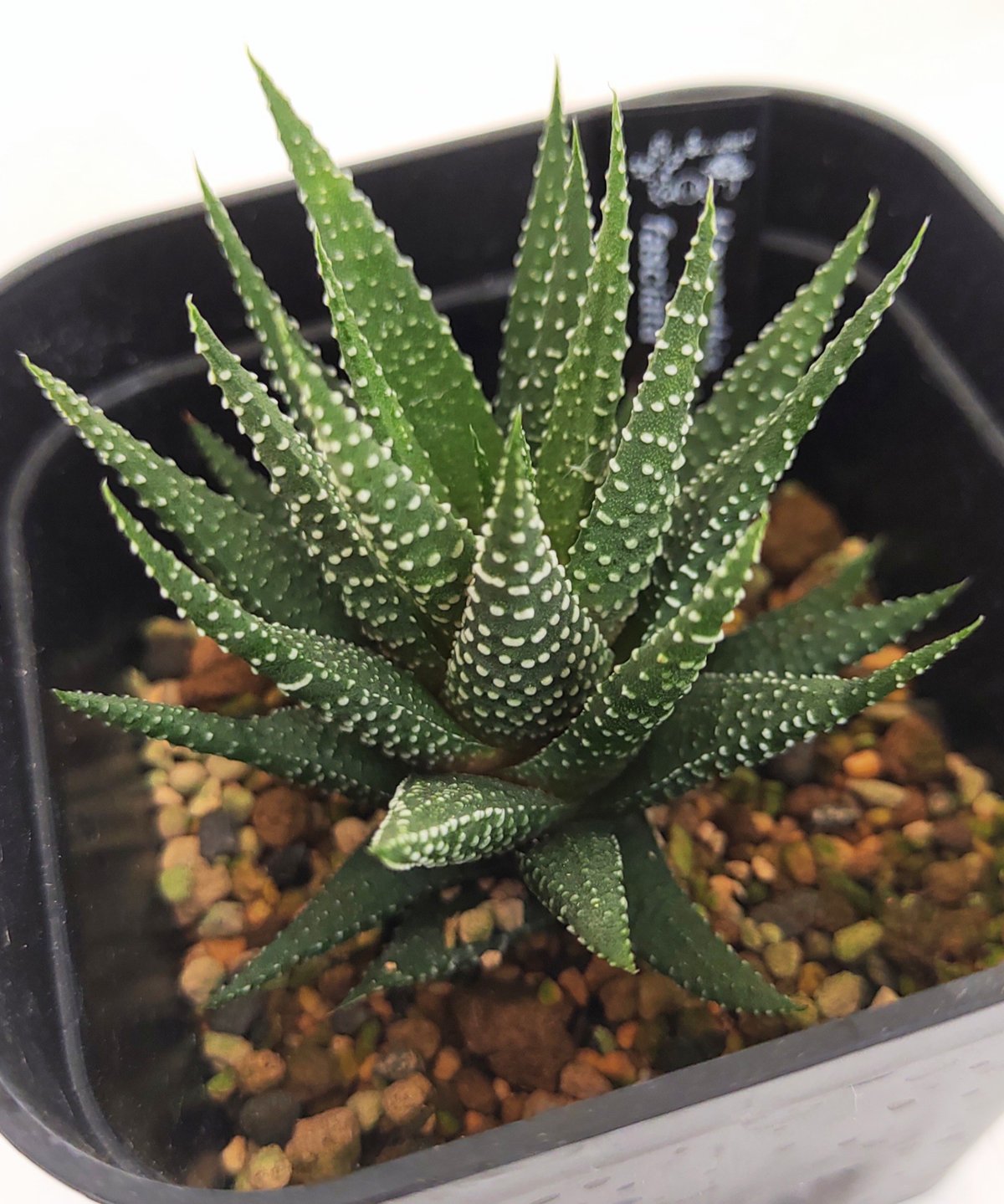 多肉植物 ハオルチア属 ローズブーケット 多肉植物 ハオルチア属