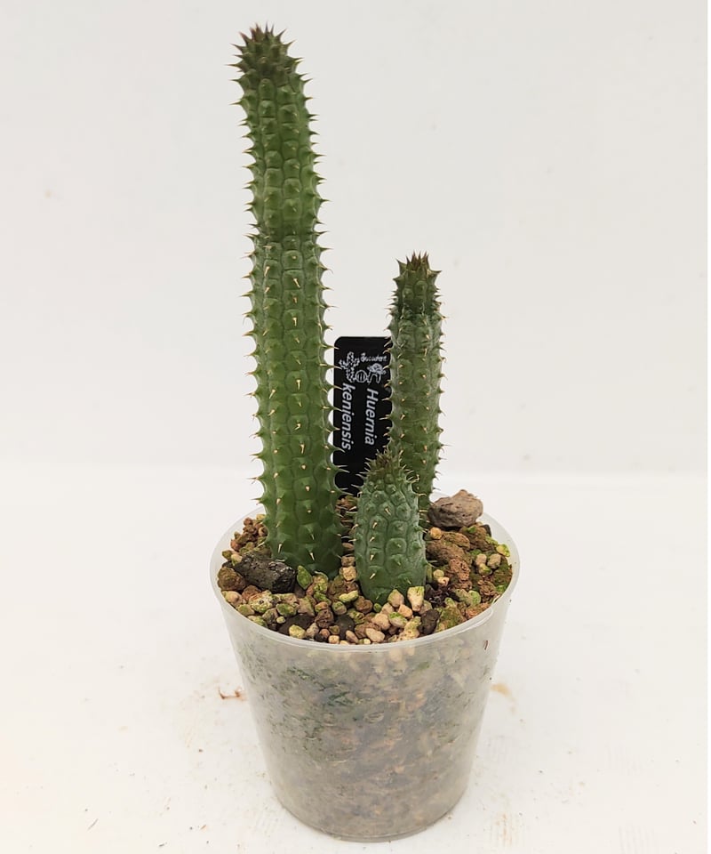 フェルニア ケニエンシス ガガイモ | toA Succulent