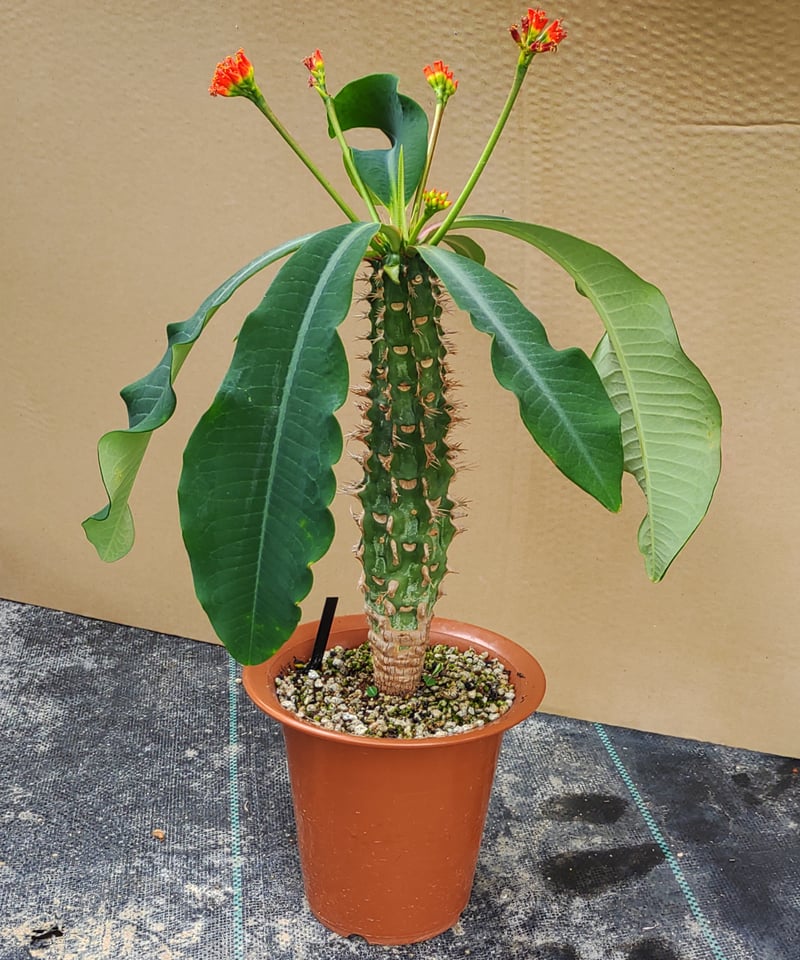 噴火竜 ユーフォルビア | toA Succulent