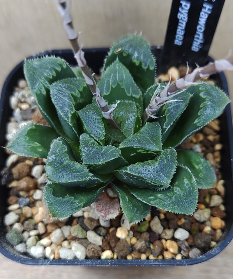 ピグマエア ハオルチア | toA Succulent