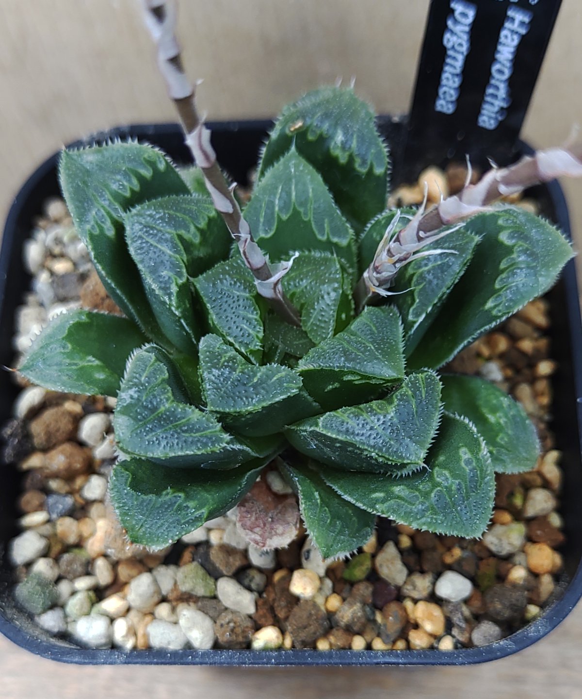 丸葉　ピグマエア ピグマエア ハオルチア | toA Succulent