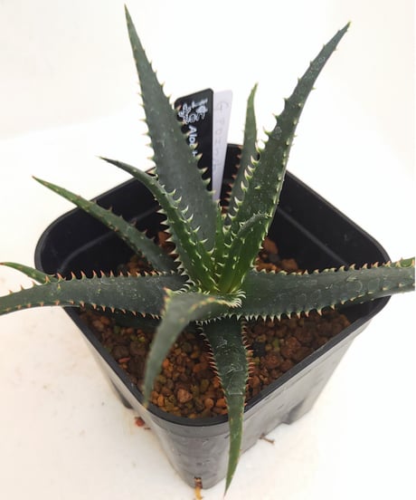 CATEGORY アロエ | toA Succulent