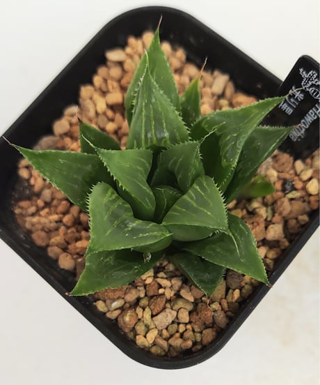 CATEGORY ハオルチア | toA Succulent