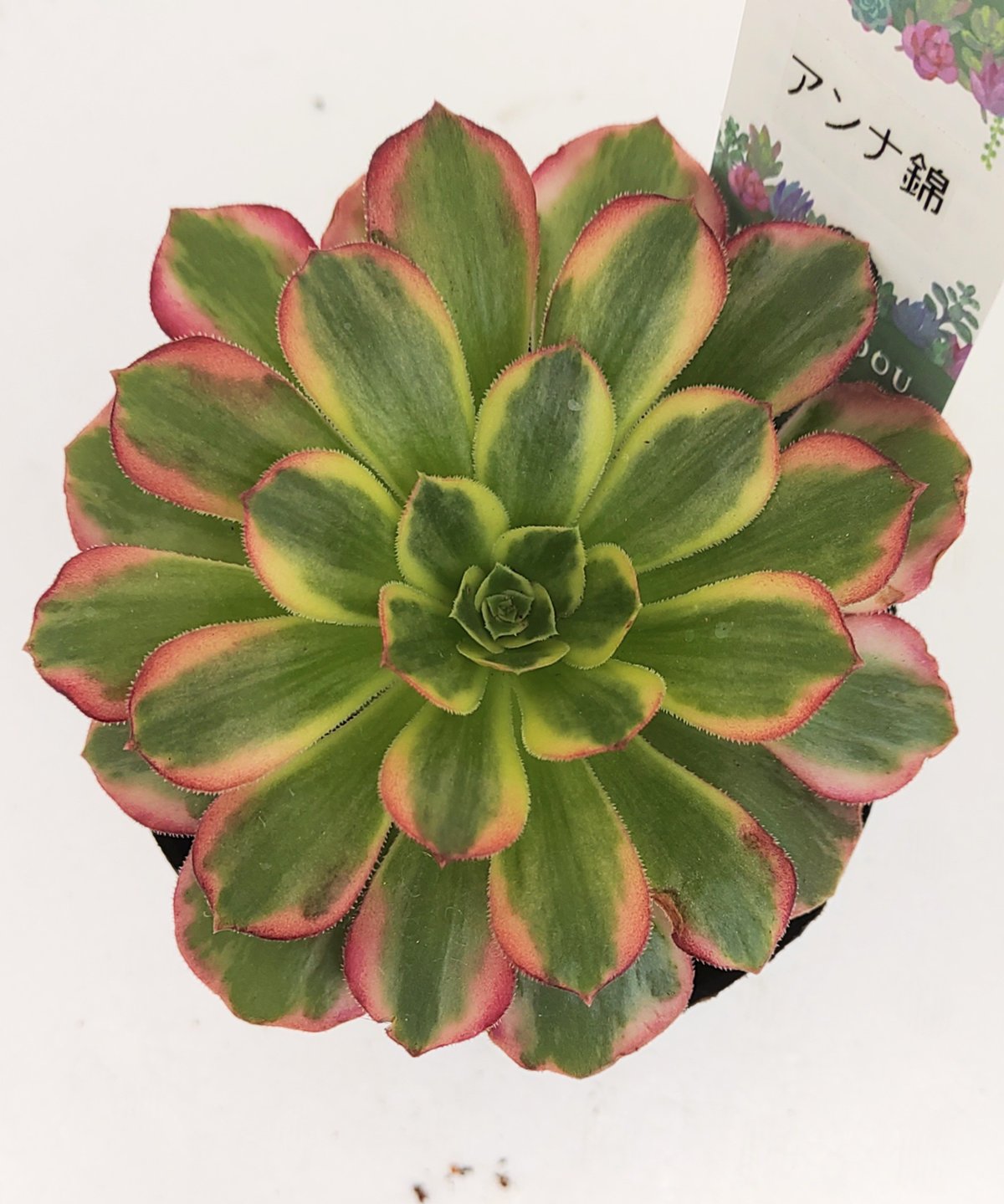 アンナ錦 アエオニウム | toA Succulent アンナ錦 アエオニウム | toA Succulent