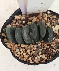 玉扇　ハオルチア