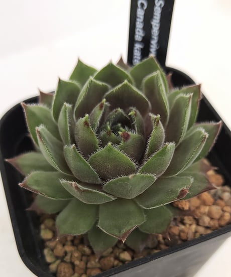 CATEGORY センペルビウム | toA Succulent