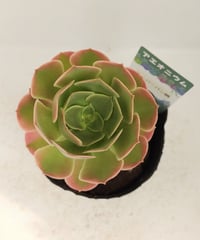 スーパーバン錦 アエオニウム | toA Succulent