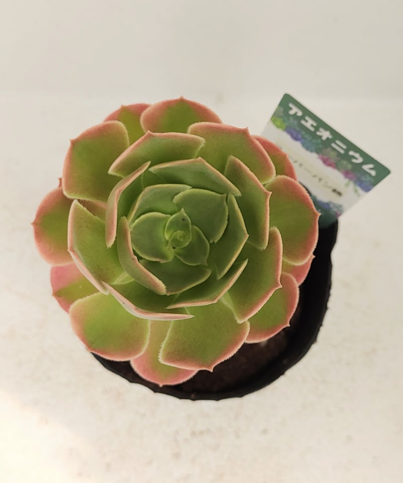 29#多肉植物アエオニウム錦❤️スーパーバン❤️1大頭13cm拨き苗