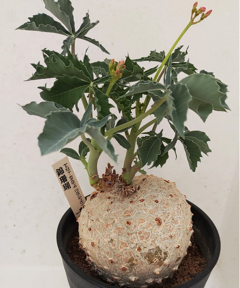 ヤトロファ・錦珊瑚(抜き苗)