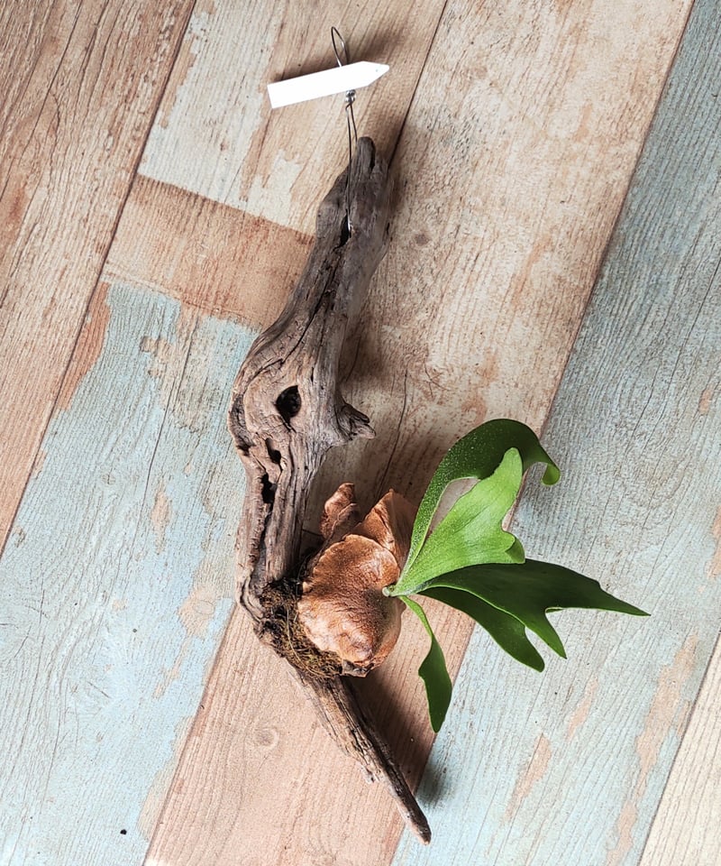 流木コウモリラン H | toA Succulent 流木コウモリラン H | toA Succulent