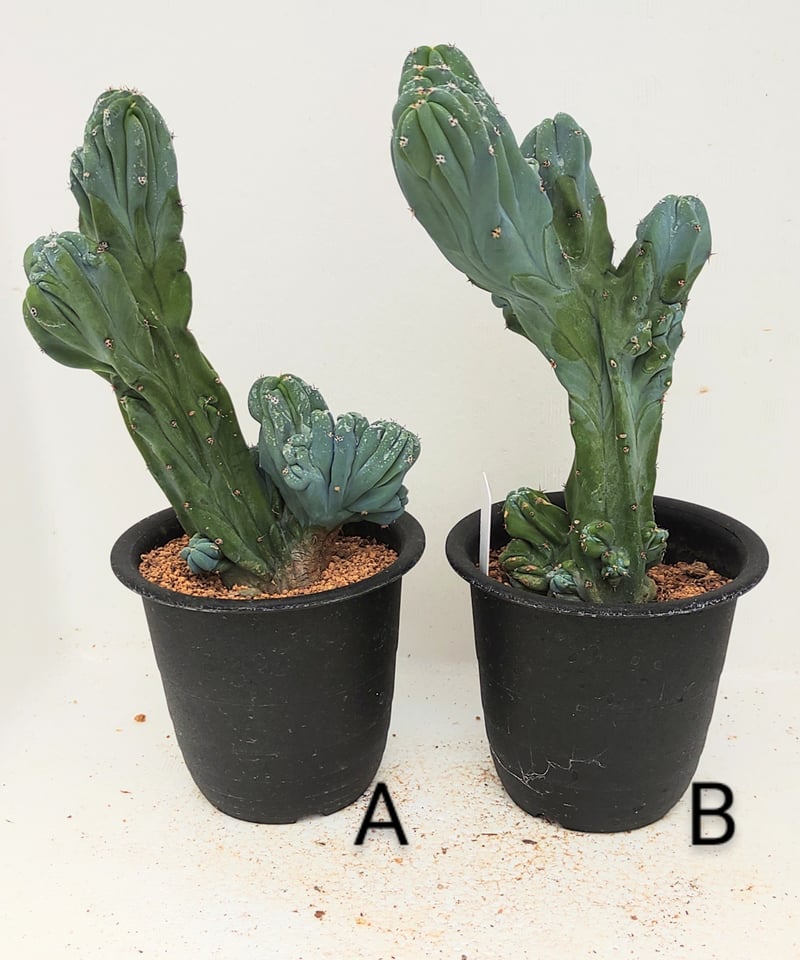 竜神木石化 サボテン | toA Succulent