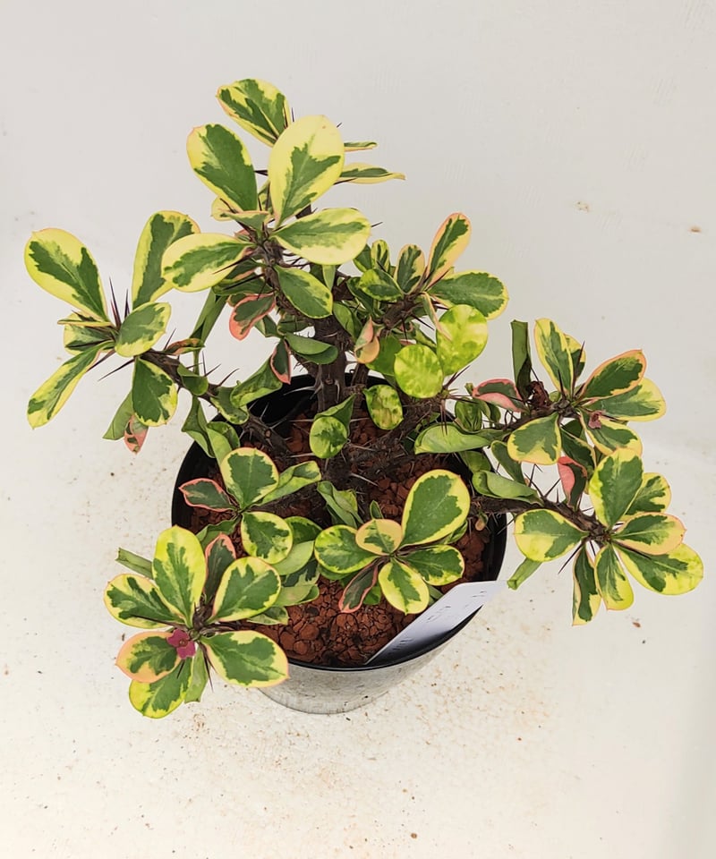 ミリーコミック 花キリン錦 ユーフォルビア | toA Succulent