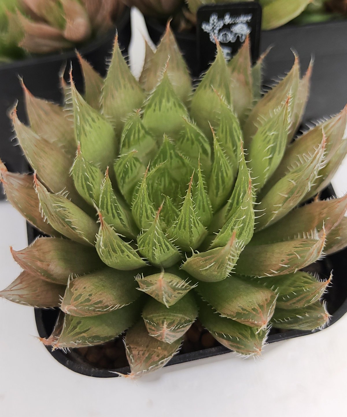 ハオルチアB | toA Succulent