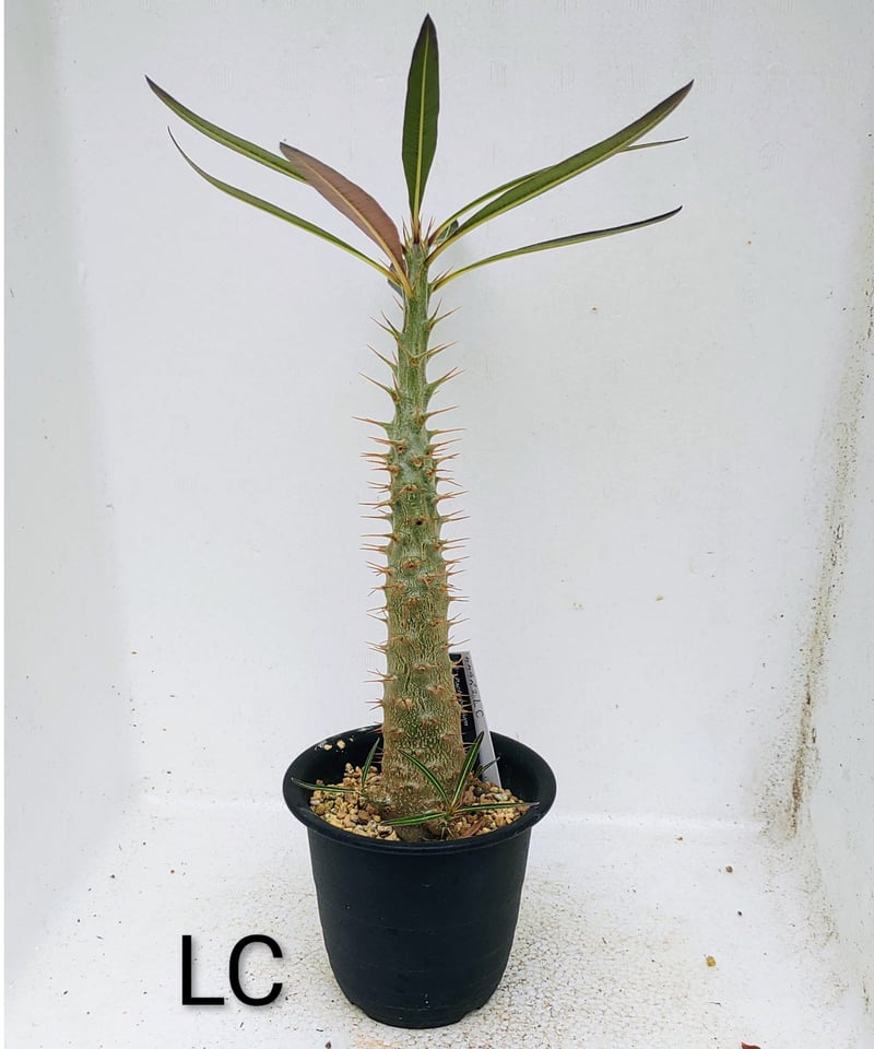 カクチペスL パキポディウム | toA Succulent
