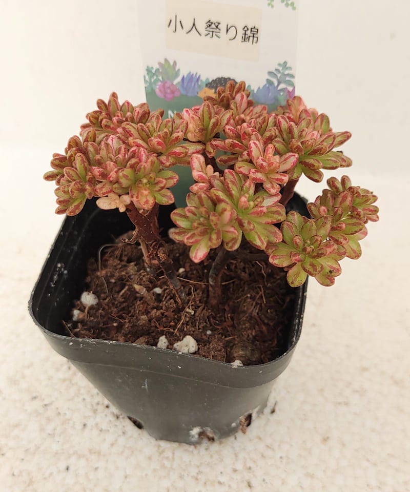 小人の祭り錦 アエオニウム | toA Succulent