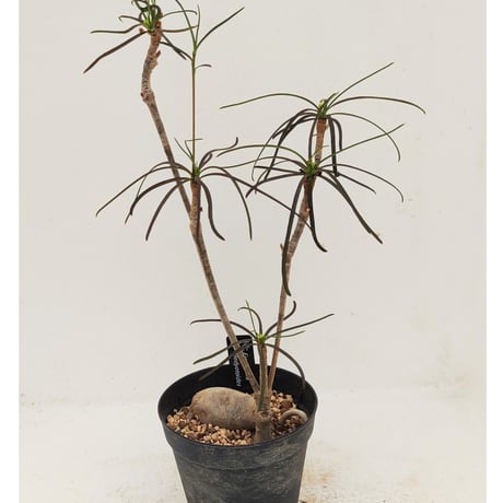 F715 特選 ユーフォルビア ヘディオトイデス 良型選抜株 大株 isla del pescado - Euphorbia hedyotoides-ユーフォルビア