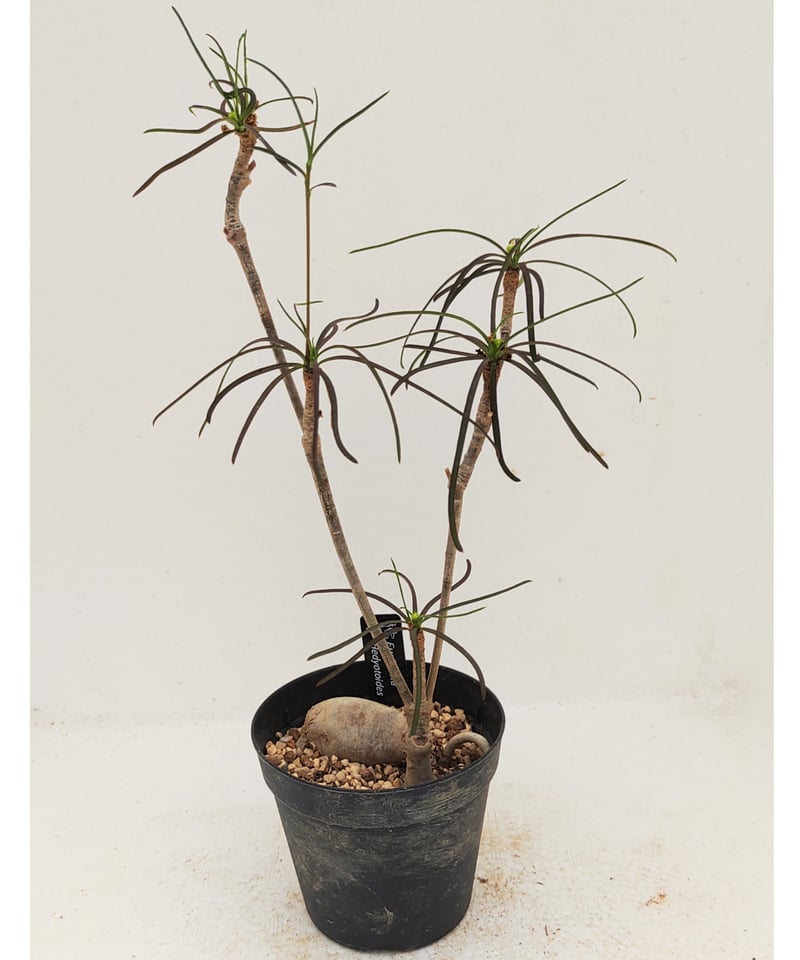 ヘディオトイデス ユーフォルビア | toA Succulent