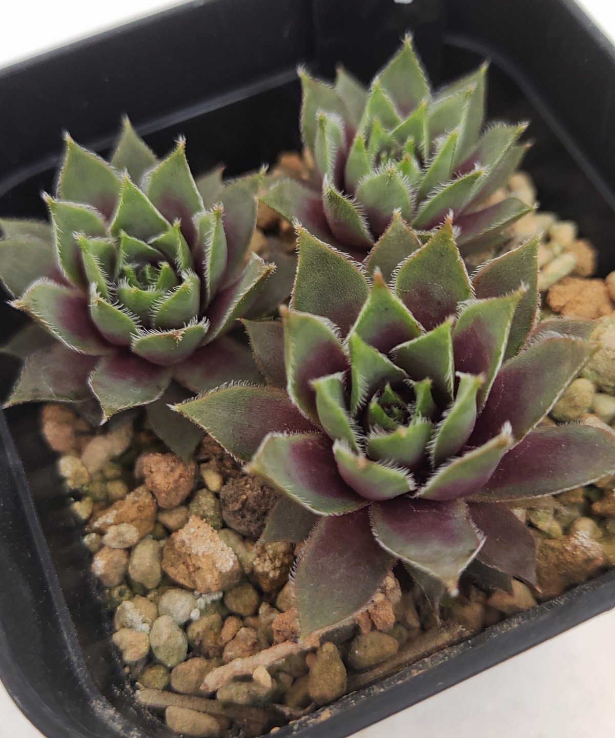 感謝を込めて。センペルビウム15(*´ω`*)Ｍ シルベリウム センペルビウム | toA Succulent