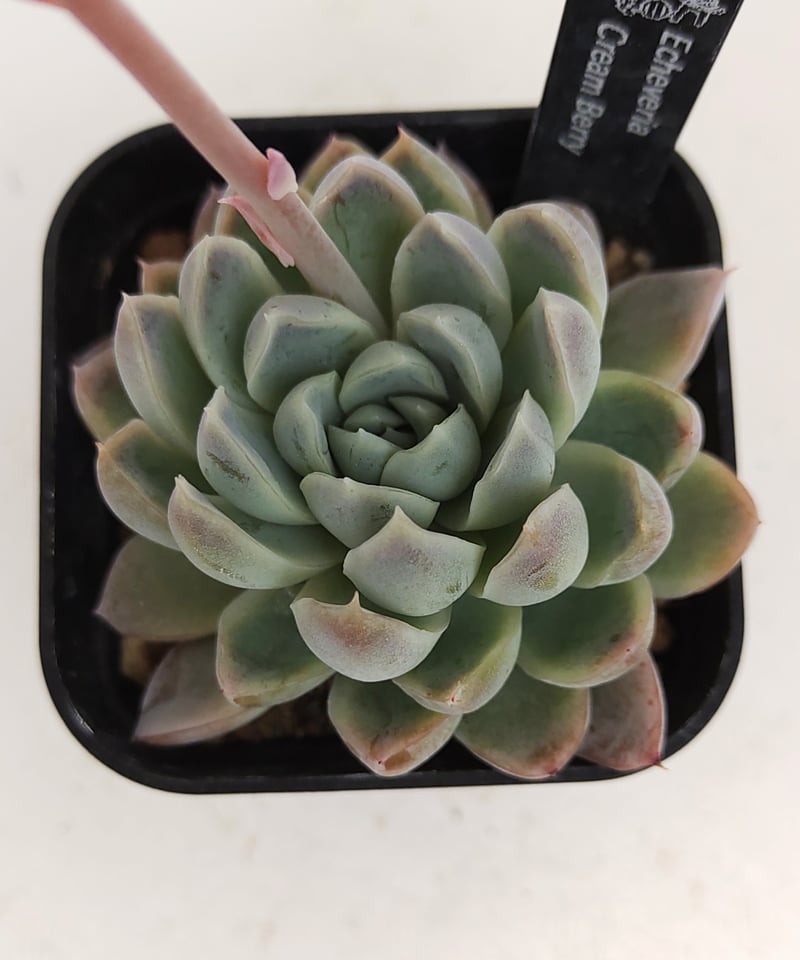 クリームベリー エケベリア | toA Succulent クリームベリー エケベリア | toA Succulent