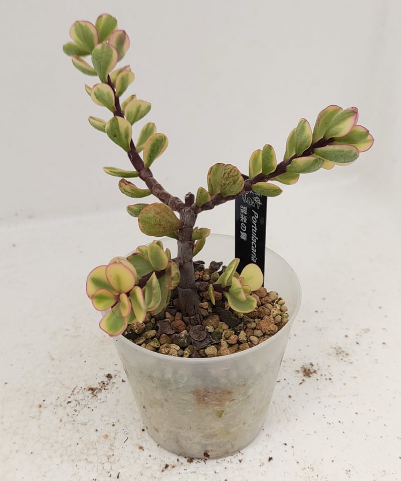 雅楽の舞 ポーチュラカリア | toA Succulent 雅楽の舞 ポーチュラカリア | toA Succulent