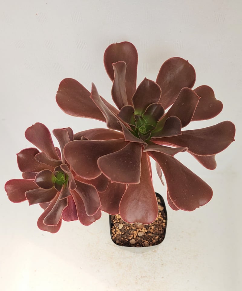 キリマンジャロ L アエオニウム | toA Succulent